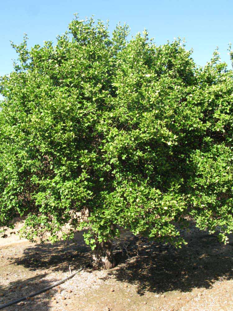            Habit (Riverside, CA)   